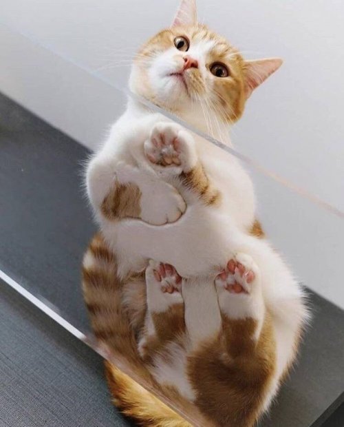 Ракурс решает всё Ракурс решает всё смешные картинки