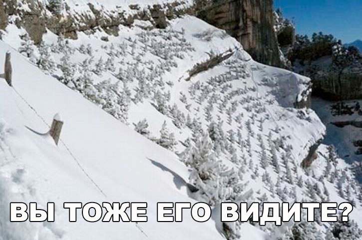 Забавные картинки с надписями для настроения (11 фото)