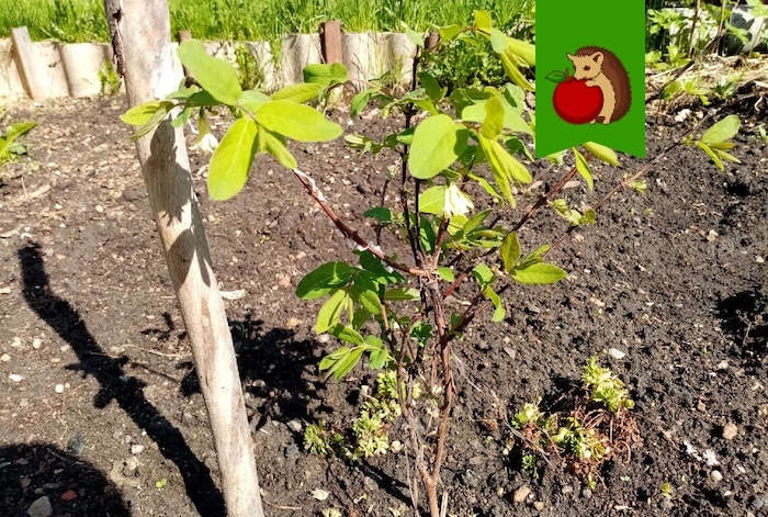 Идеальный сосед для жимолости... жимолость