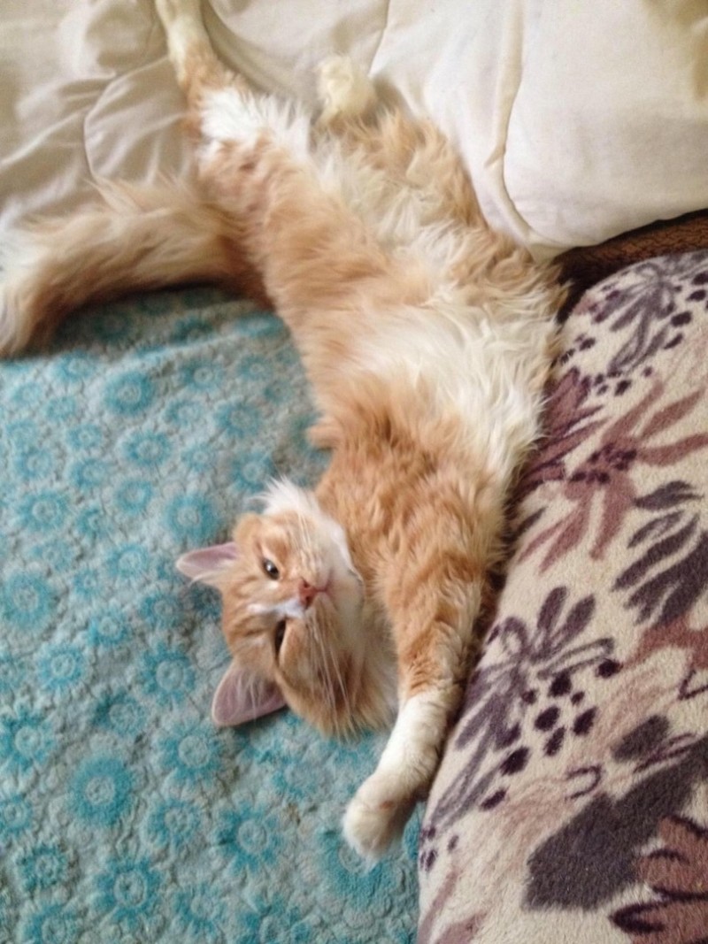 Несчастное трио: девушка подарила новую жизнь двум котам и собаке