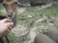 A Very Friendly Deer