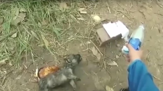 Парень спас щенка, сделав ему искусственное дыхание видео