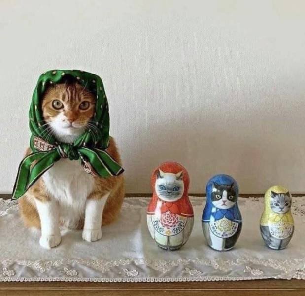 Зверский юмор, КОТОФейный 