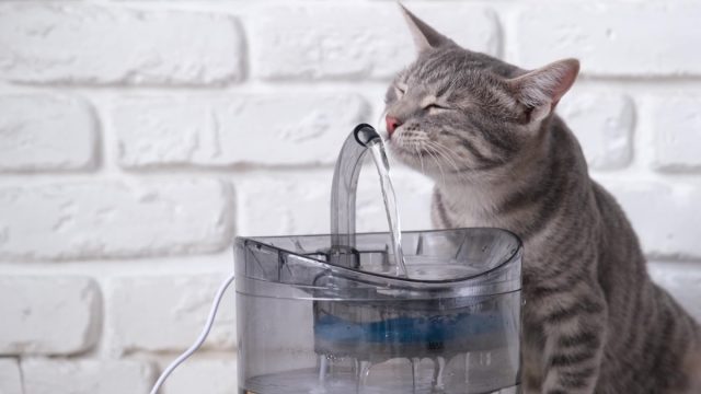 Кошки предпочитают пить проточную воду, к тому же поилки-фонтанчики создают звук журчания воды, который очень нравится питомцам.
