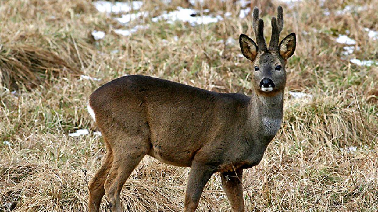 Жители Хабаровского края спасли косулю из реки и отогрели в лимузине