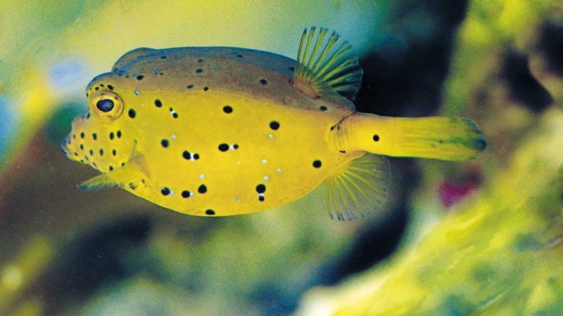 Экспериментальный концептуальный автомобиль Mercedes-Benz Bionic Экспериментальный концептуальный автомобиль Mercedes-Benz Bionic