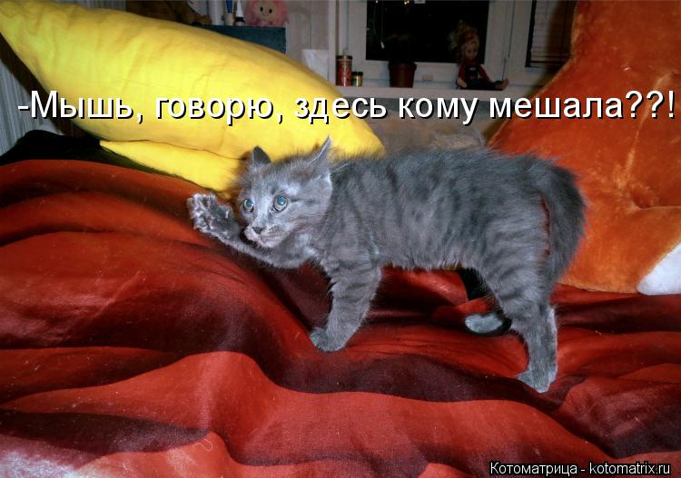 КОТОМЫШИННЫЕ ИСТОРИИ позитив,Смешные животные,юмор