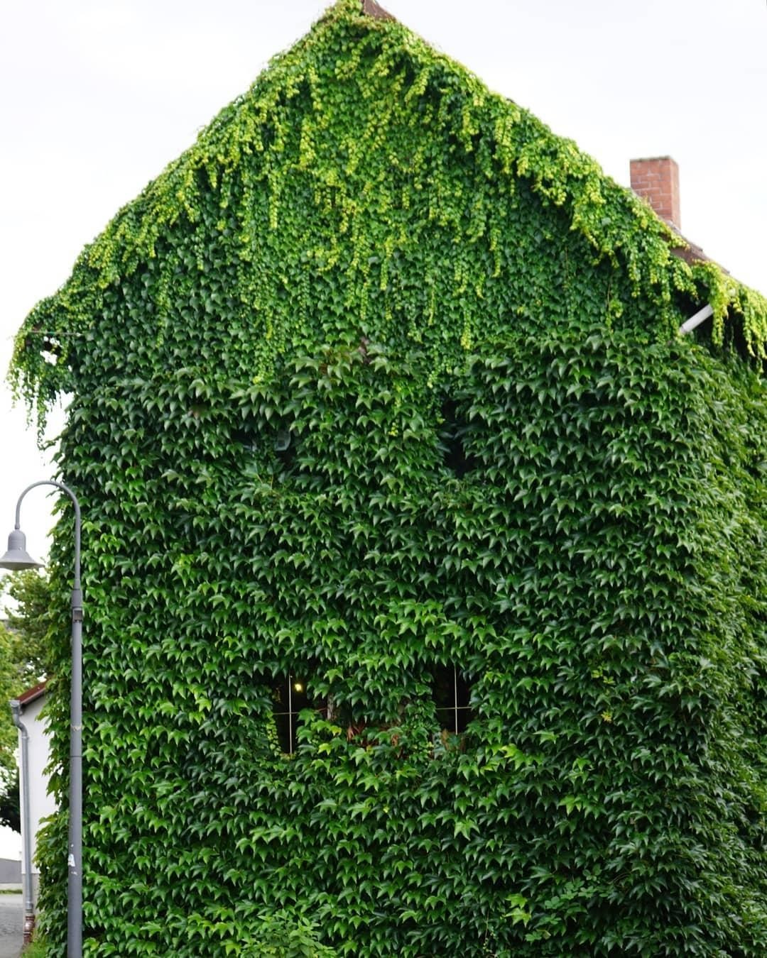 Вот так засосало... О домах, поглощённых плющом 