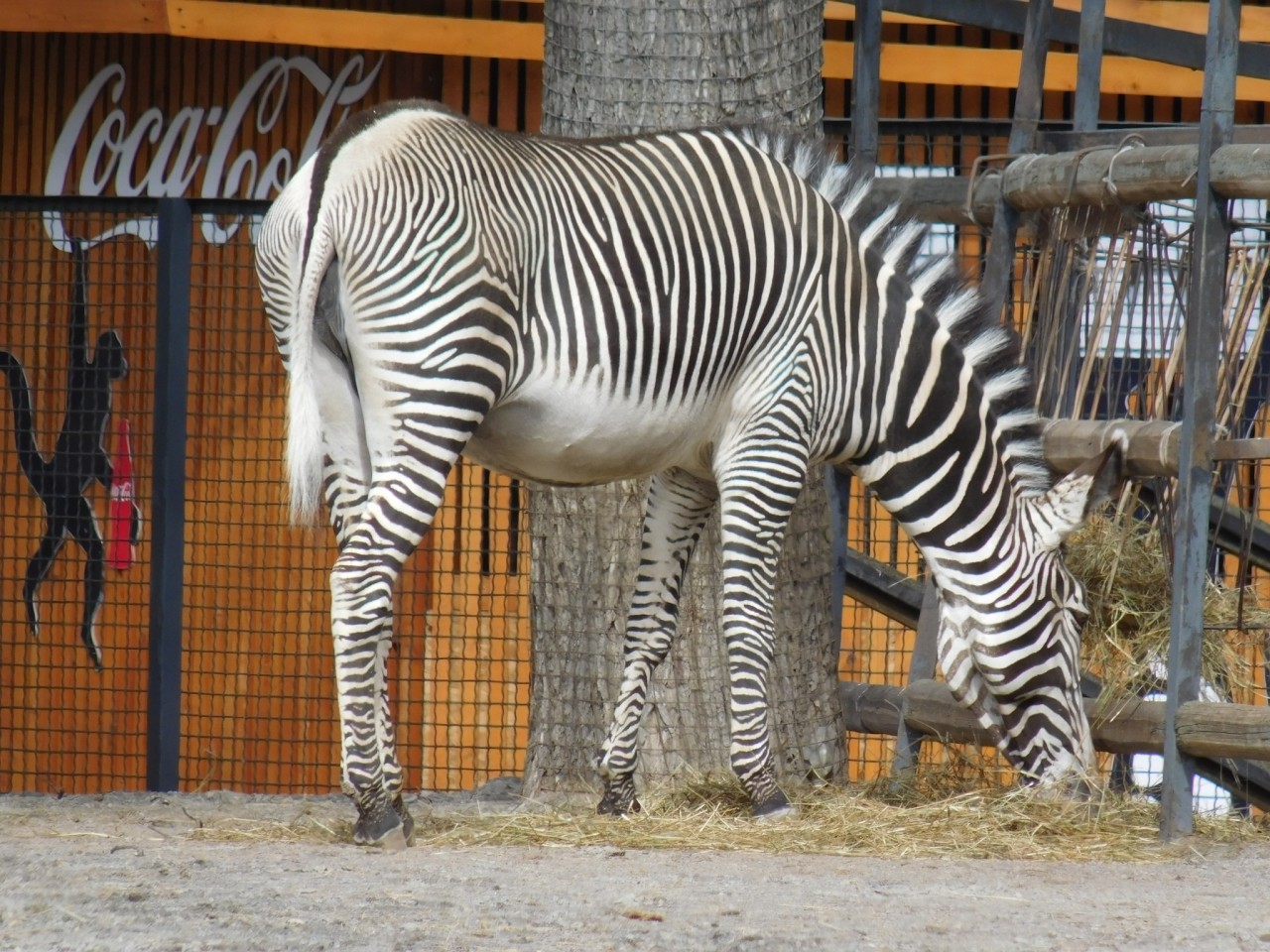 Moscow zoo перевод. Московский зоопарк на ВДНХ. Государственный Зоологический парк в Москве. Зоопарк Московский фигуры. Московский зоопарк фото животных 2020.