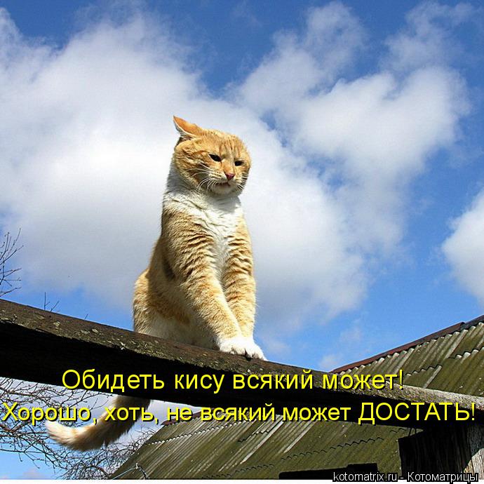 Обидеть кису всякий может! Хорошо, хоть, не всякий может ДОСТАТЬ!