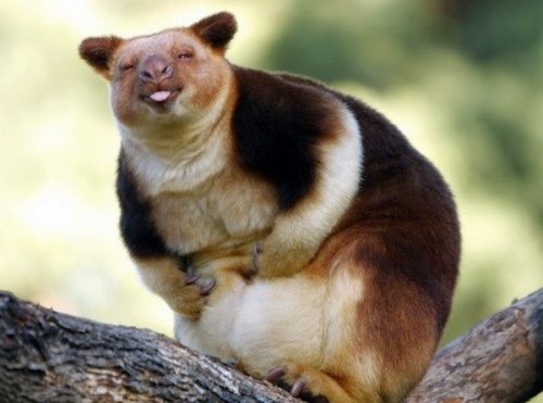 Прикольные шутки Прикольные шутки