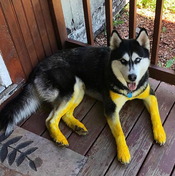 20 фотографий собак, которые попали в неловкие ситуации, но нисколько об этом не жалеют 