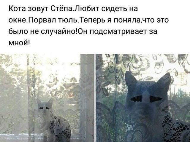 Доказано - от этих комментариев будет болеть живот! Доказано - от этих комментариев будет болеть живот! смешные картинки