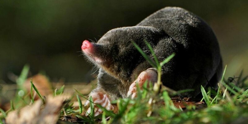 Почему на Руси брали унизительные и смешные фамилии Почему на Руси брали унизительные и смешные фамилии