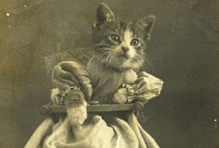 Кошачий мем 19-го века.