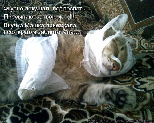 Лучшая котоматрица недели Лучшая котоматрица недели смешные картинки