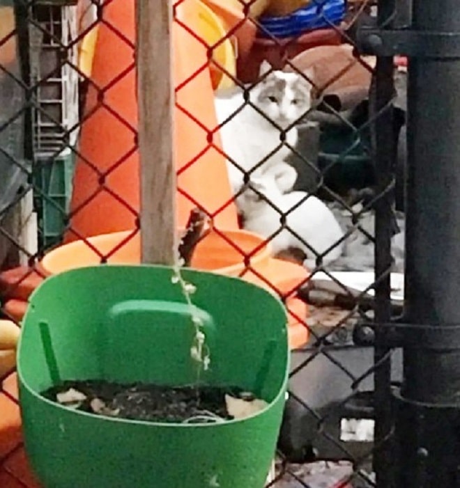 Школьный двор