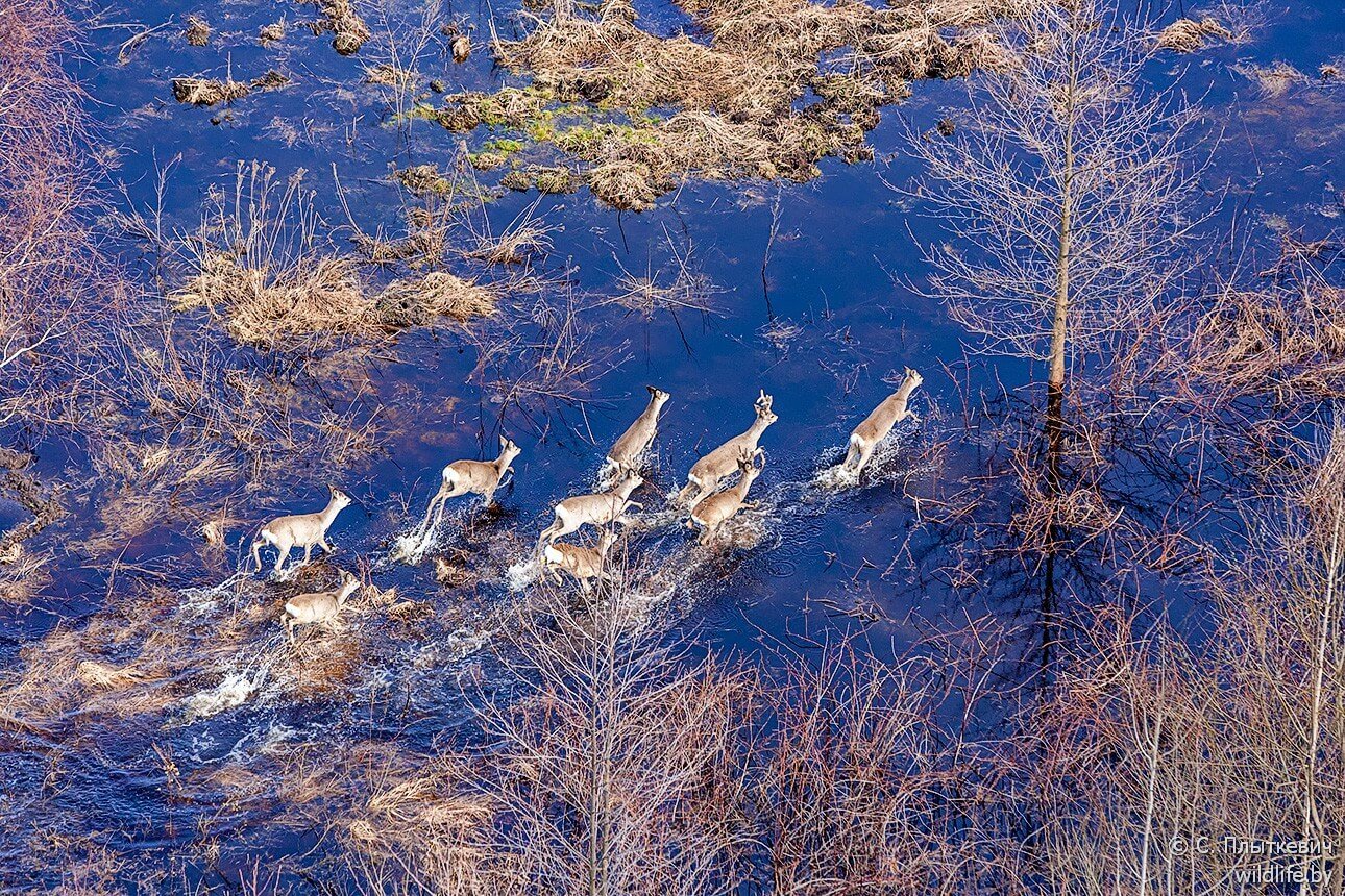Белорусская «Амазония» удивила иностранцев заграница,путешествие,туризм