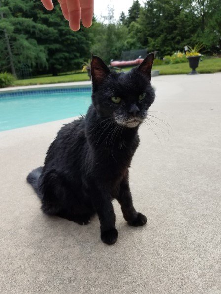 Как выглядят коты, когда стареют картинки,супер