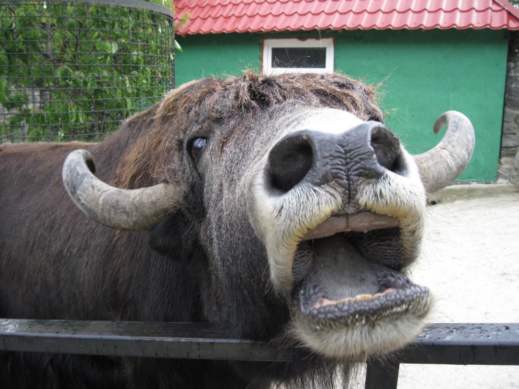 Поздравление днем, прикольные картинки зубр