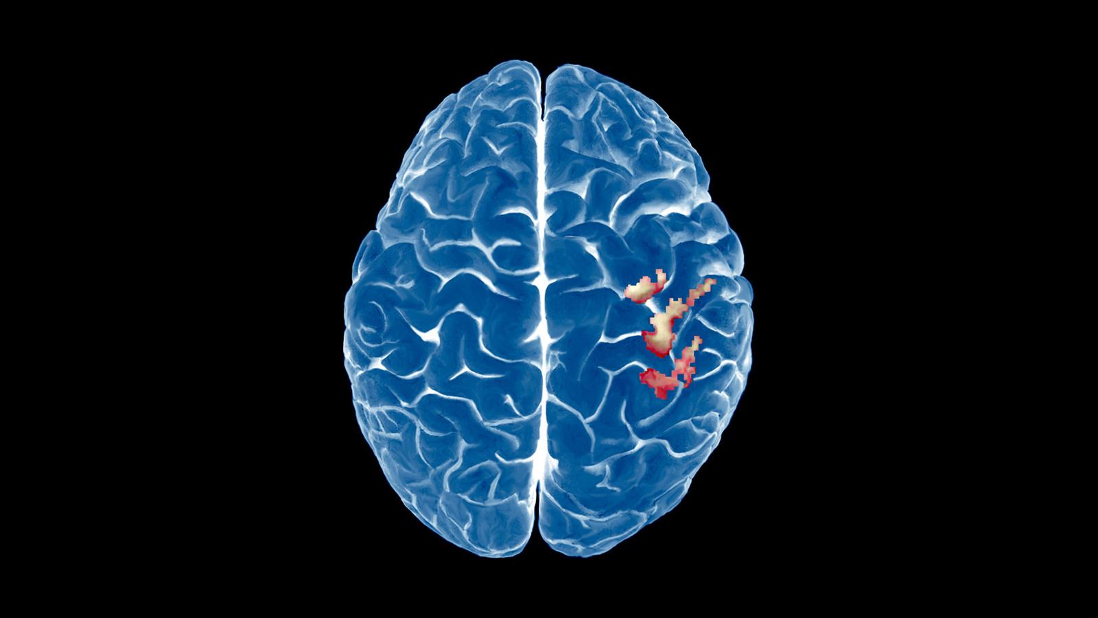Мозг уникален. Исследование мозга. Мозг Бога. Пространственные изучения мозга. Наш уникальный мозг.