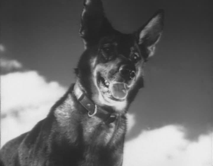 Знаменитый пёс-сапёр Джульбарс Джульбарс, собака-герой