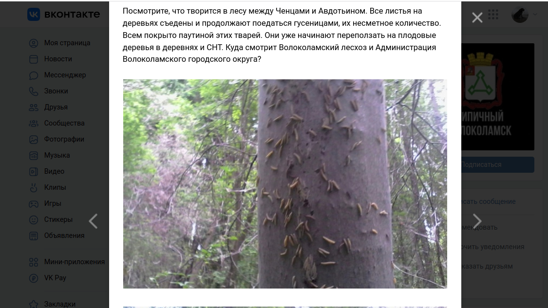 Лес под Волоколамском оплели паутиной сотни тысяч гусениц