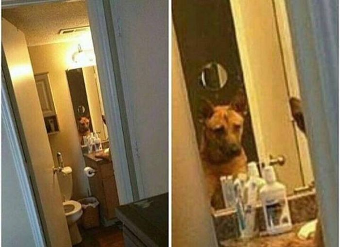 Прикольные картинки картинки из сети, прикол, юмор