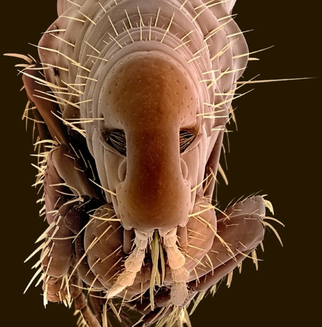 Одно из этих 7 мерзких существ прямо сейчас смотрит на тебя интересное,микроскоп,насекомые,фотография