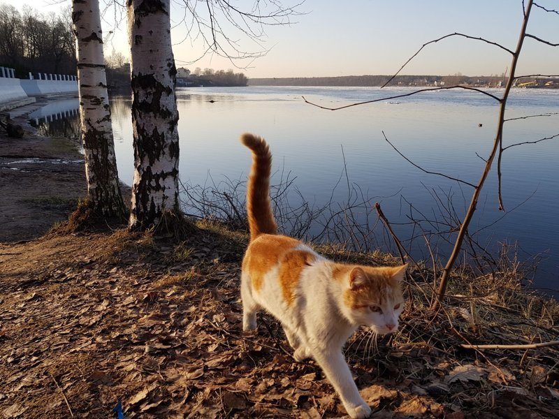 Очень колоритные уличные коты бродячая кошка, бродячие животные, городская жизнь, кот, кошка, уличная жизнь, уличная кошка, эстетика