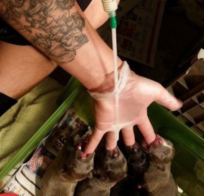 How To Feed Four Puppies At The Same Time