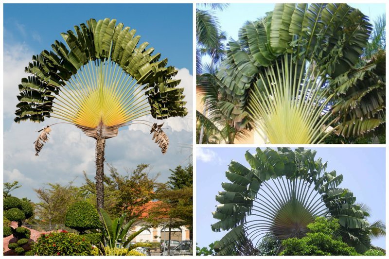 Равенала мадагаскарская (Ravenala madagascariensis). Интересно, что у равенал, растущих в природе, кроны сориентированы строго с запада на восток, поэтому ее еще называют деревом путешественников интересное, красиво, природа, растения, удивительно, факты