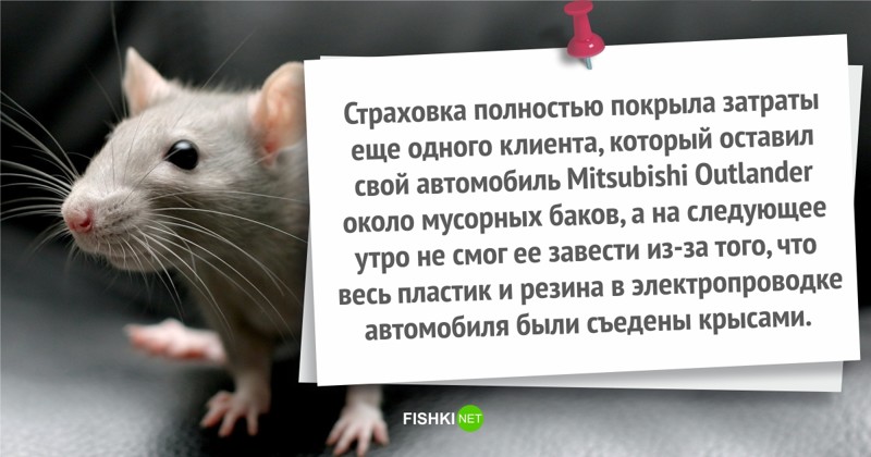 Ты страхуй, иль не страхуй, все равно получишь интересно, курьезы, смешно, страхование