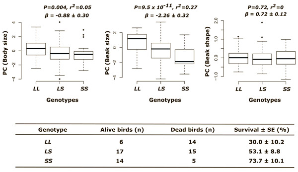 Рис. 3. Связь аллелей L и S с размером тела, размером клюва и формой клюва (три верхних графика: по горизонтальной оси — генотипы LL, LS, SS) и с избирательной гибелью птиц во время засухи 2004–2005 годов (колонки таблицы: генотип, число выживших птиц, число умерших птиц, выживаемость в процентах). Изображение из обсуждаемой статьи в Science