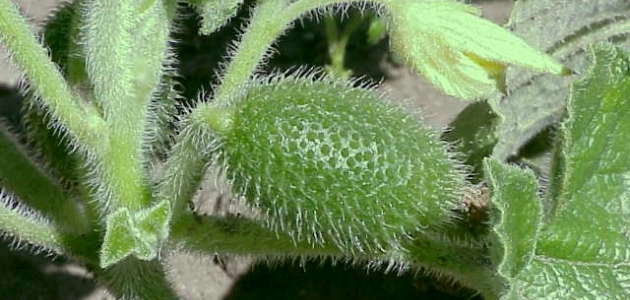 23 самых необычных фрукта и овоща, которые встречаются в природе 23 самых необычных фрукта и овоща, которые встречаются в природе