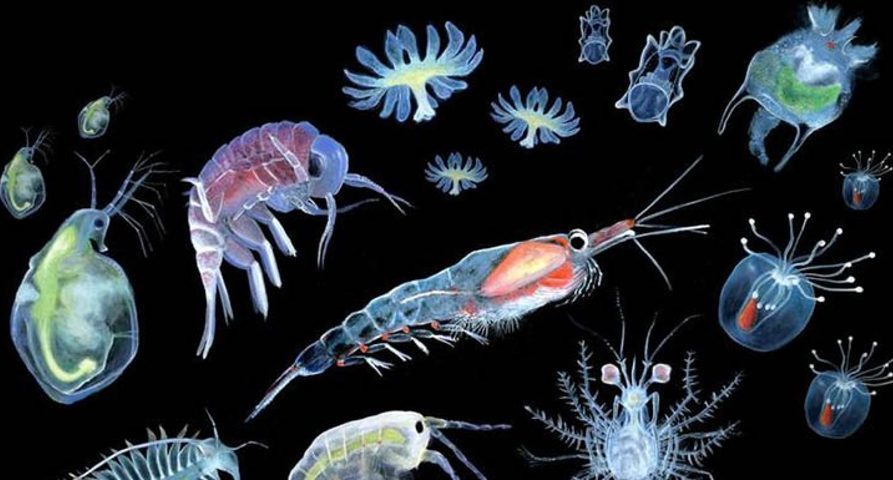 Скопление живых организмов. Планктон зоопланктон бентос. Криль зоопланктон. Фитопланктон зоопланктон перифитон. Зоопланктон кладоцеры.
