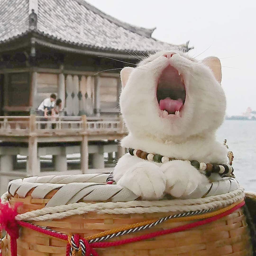В Японии есть настоящий кошачий храм, чьи монахи обратят вас в свою веру безо всяких служб интересное,кошки и коты,храм,Япония