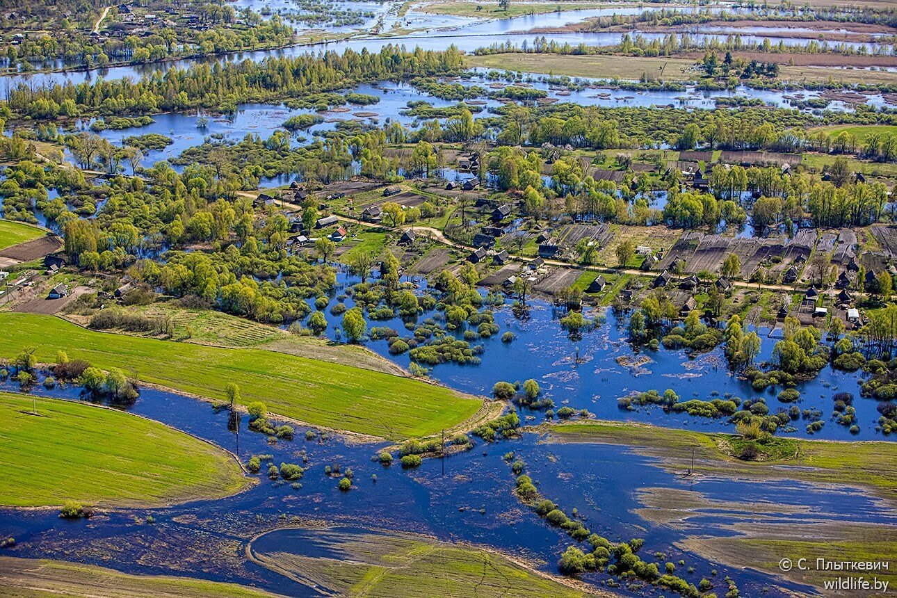 Белорусская «Амазония» удивила иностранцев заграница,путешествие,туризм
