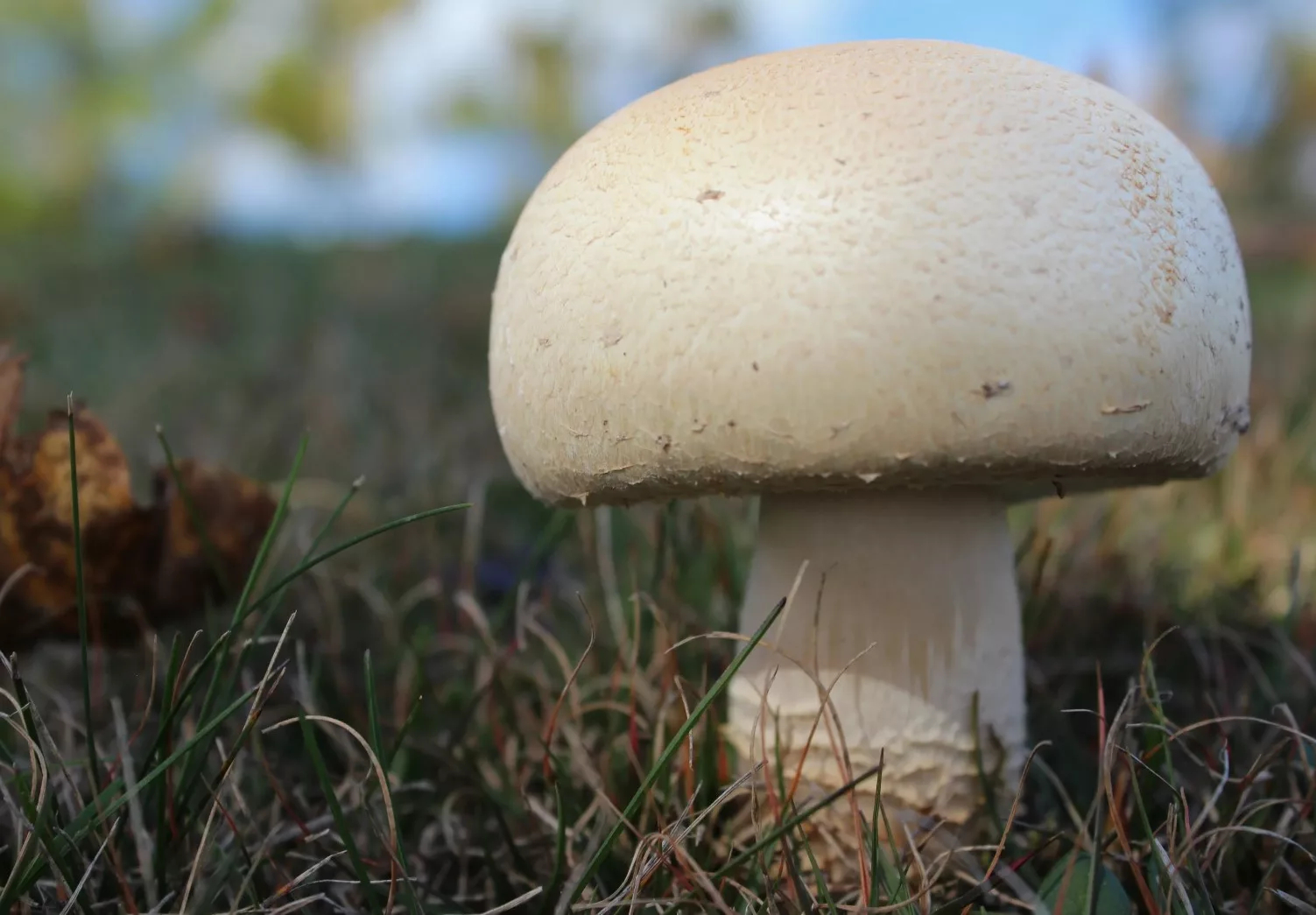 Самые вкусные грибы: топ-10