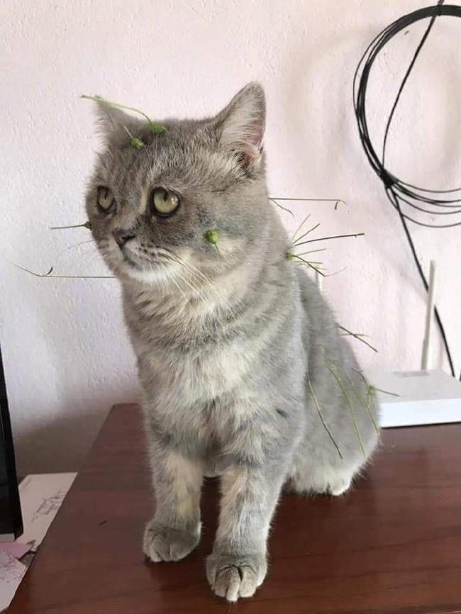 11 котов, которые поднимут вам настроение