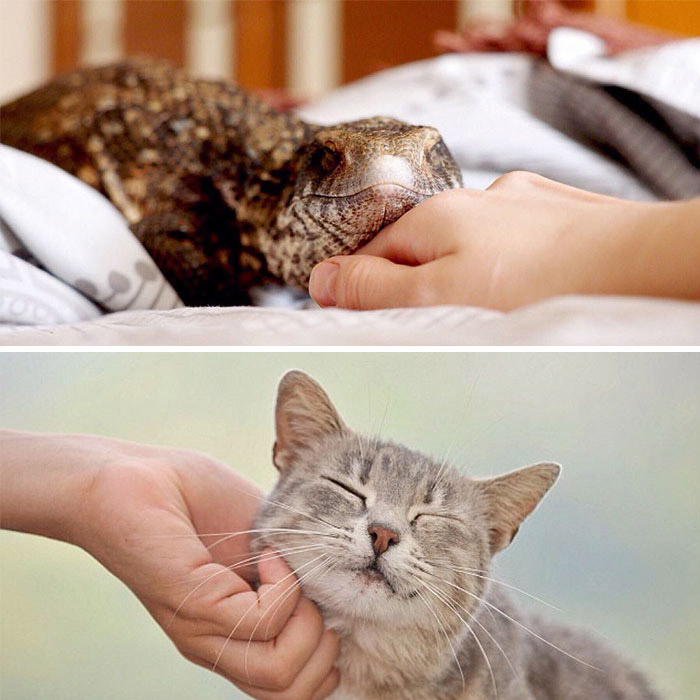 Почти как кот, только без шерсти.