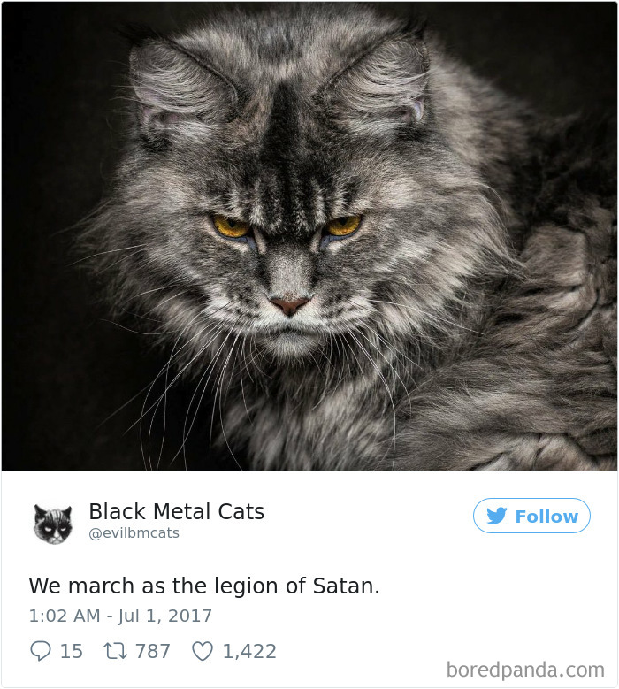 Black-metal-cats-lyrics-tweets