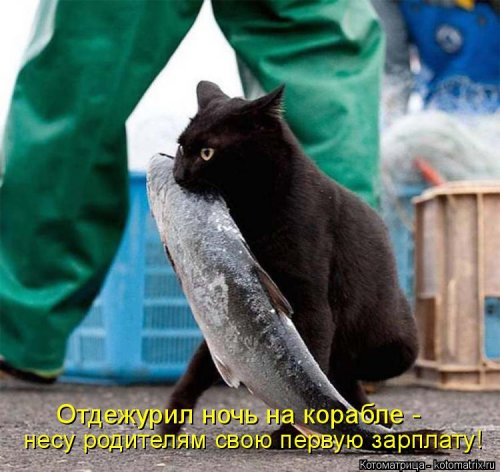 Новая котоматрица Новая котоматрица