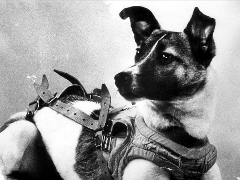 Как погибла собака? «Спутник-2», день в истории, космос, собака Лайка