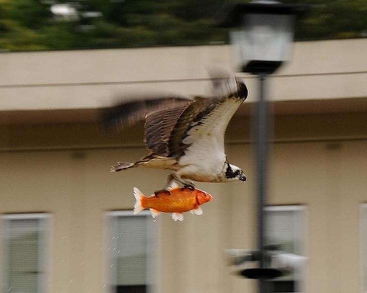 Животные, которые заставят вас улыбаться несмотря ни на что животные