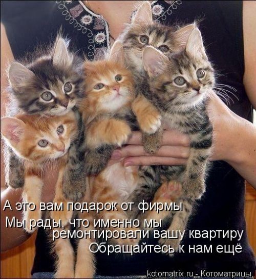 Новая отличная котоматрица (37 фото)