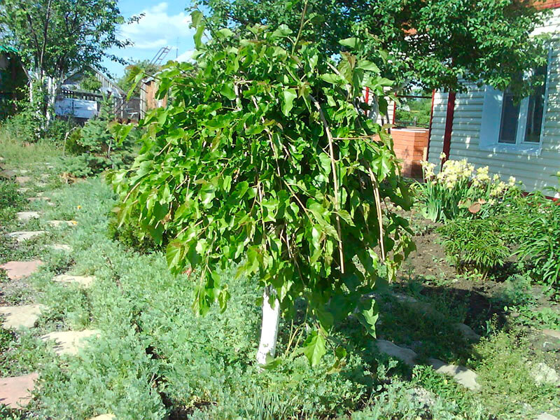 Выращиваем вкусный и полезный тутовник или шелковицу дача,сад и огород,садоводство