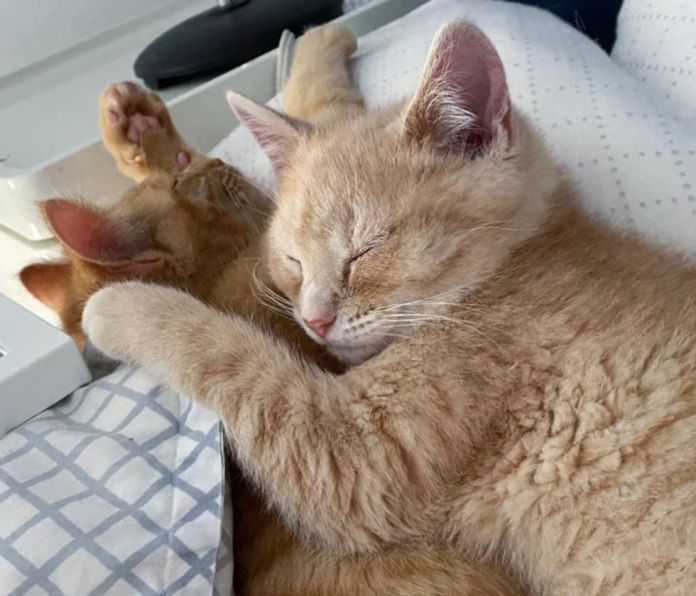 Без кота и жизнь не та