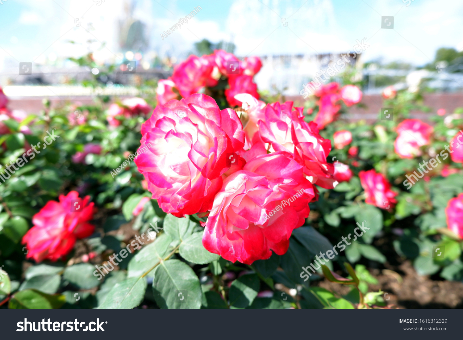 Several fresh pink blooming roses on rose bush close up view