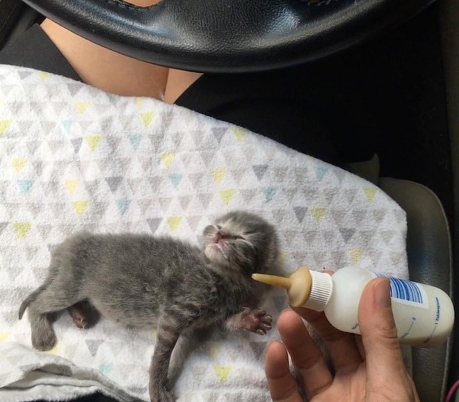 Котенок лежит